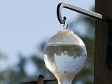 2008 Humming Birds 03